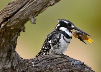 Kingfisher at Pilanesberg National Park