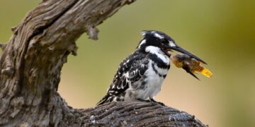 Kingfisher at Pilanesberg National Park