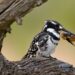 Kingfisher at Pilanesberg National Park