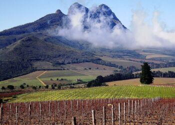 Vineyard and mountain in Stelenbosch