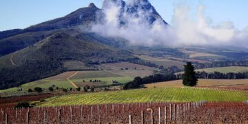 Vineyard and mountain in Stelenbosch