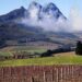 Vineyard and mountain in Stelenbosch