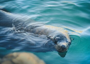 Seal in Hout Bay