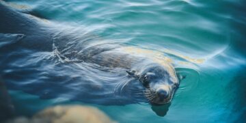 Seal in Hout Bay