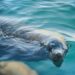 Seal in Hout Bay