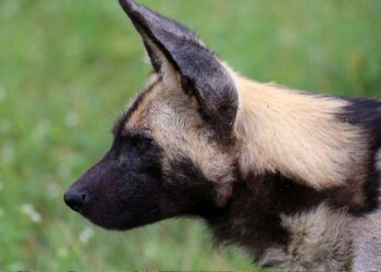 African wild dog at Madikwe