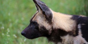 African wild dog at Madikwe