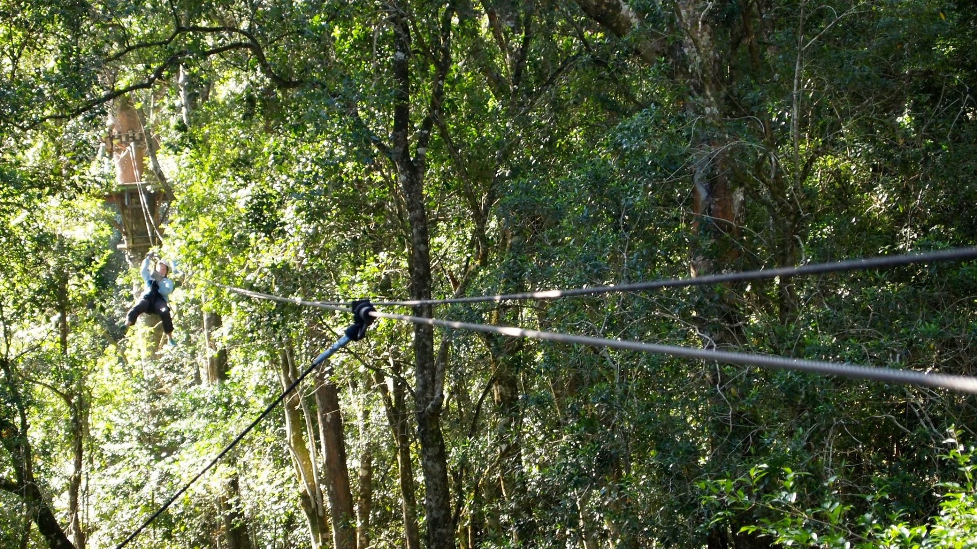 magoebaskloof canopy tours activities