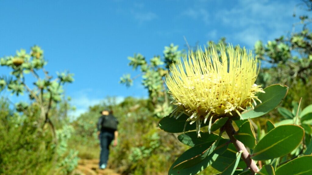 Constantia Nek hike mother city