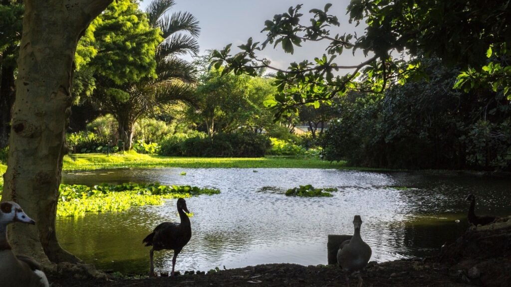 Botanic Gardens in Durban