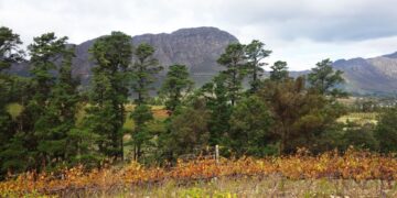 Franschhoek Cape Winelands