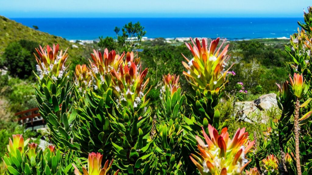 Harold Porter National Botanical Garden Cape Town