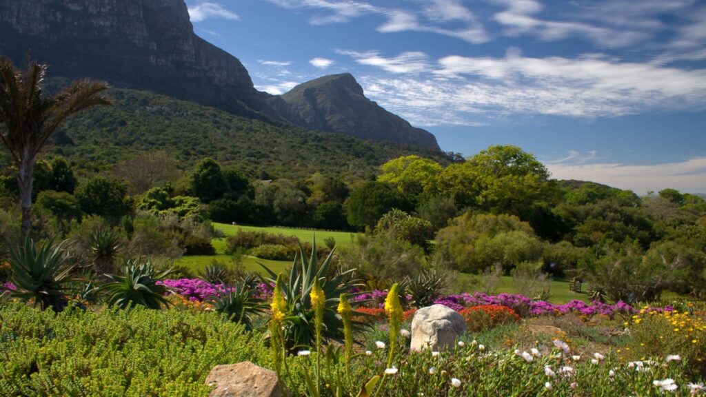 Kirstenbosch garden