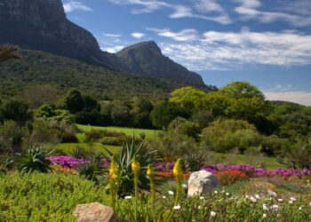 Kirstenbosch garden