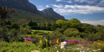 Kirstenbosch garden