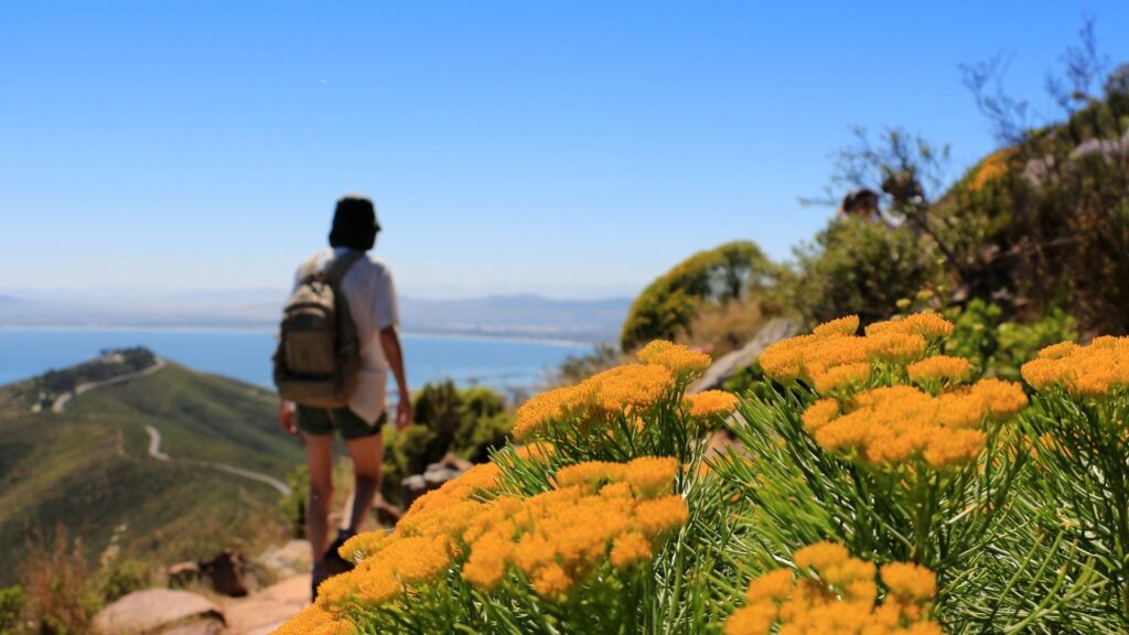 Hiking Lions Head