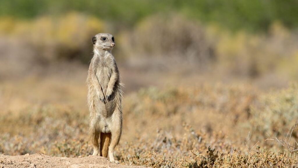 Meerkat in the Karoo