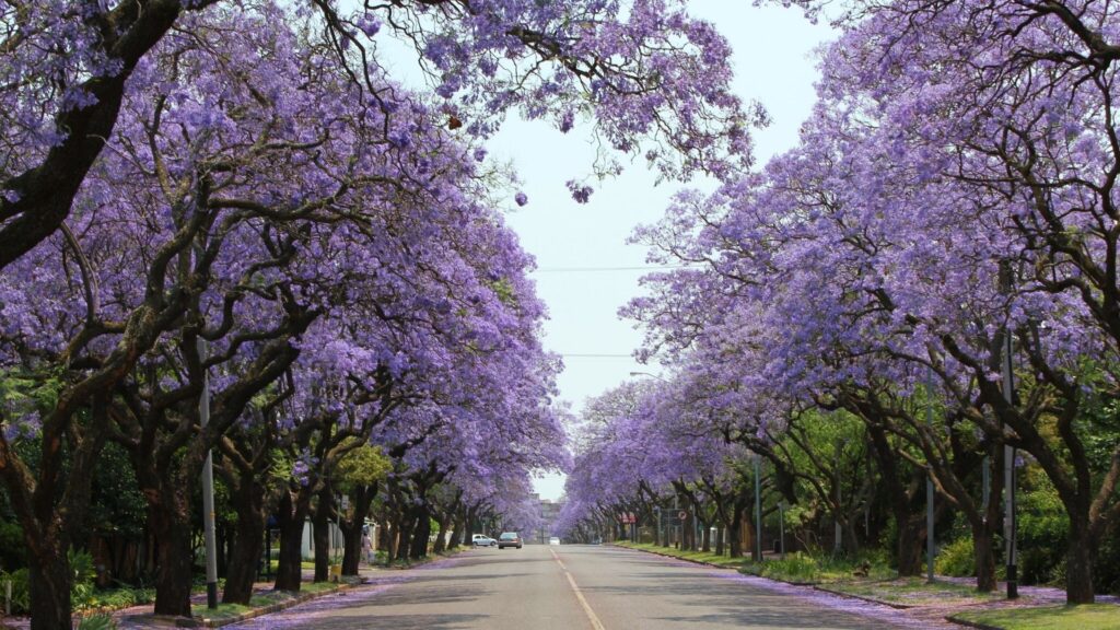 Jacaranda in Pretoria