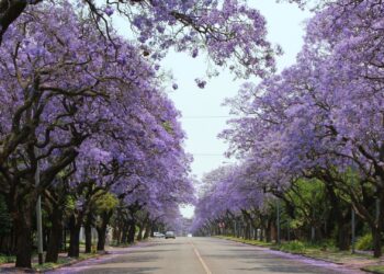 Jacaranda in Pretoria