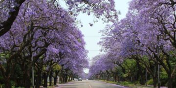 Jacaranda in Pretoria