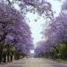 Jacaranda in Pretoria