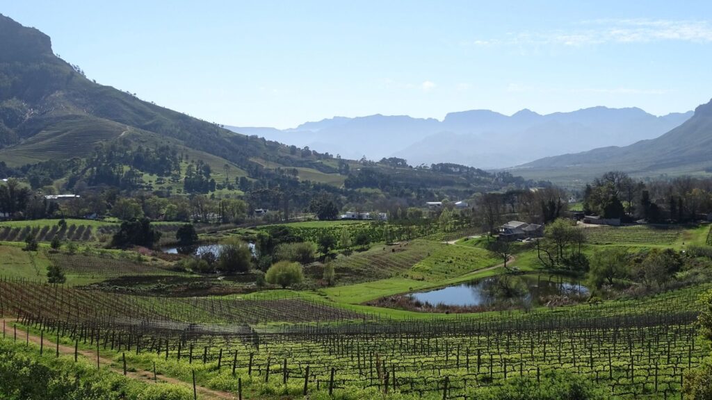 Stellenbosch landscape