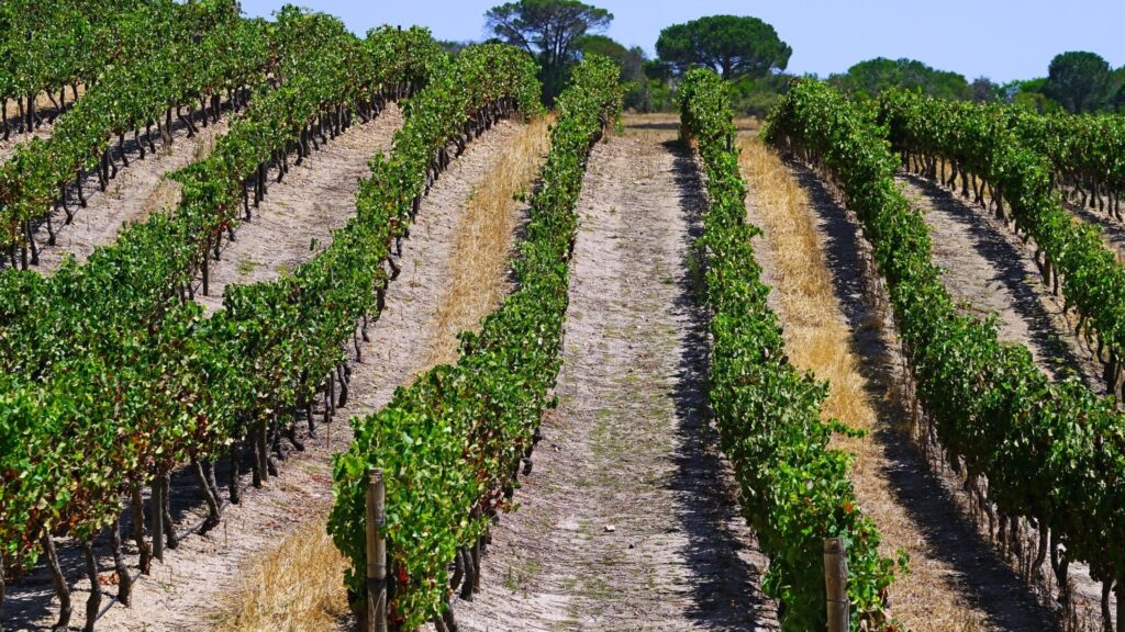 Stellenbosch vineyards