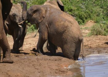 Addo Elephant National Park