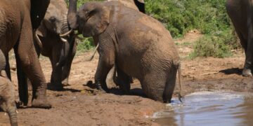 Addo Elephant National Park