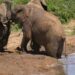 Addo Elephant National Park