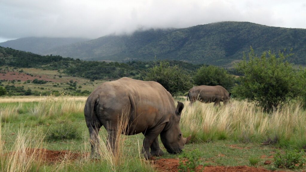 Rhinos at Pilanesberg National Park
