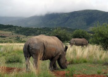 Rhinos at Pilanesberg National Park