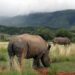 Rhinos at Pilanesberg National Park