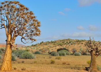 Northern Cape Quiver Trees