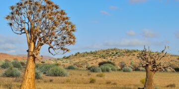 Northern Cape Quiver Trees