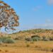 Northern Cape Quiver Trees