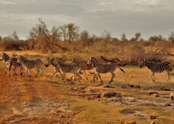 Madikwe Game reserve