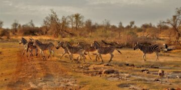 Madikwe Game reserve