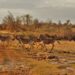 Madikwe Game reserve