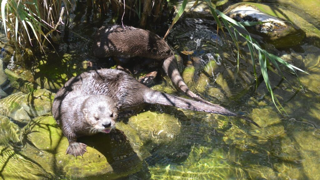 Cango Wildlife Ranch otters