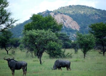 Polokwane game reserve Limpopo