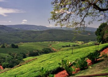 Beautiful, green Tzaneen in the Limpopo province. Photo: Michael (Fihliwe) Denne / flickr