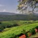 Beautiful, green Tzaneen in the Limpopo province. Photo: Michael (Fihliwe) Denne / flickr