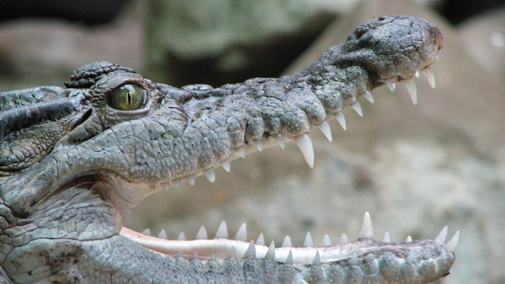 Tzaneen crocodile