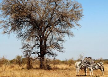 Valentine's at Kruger national park