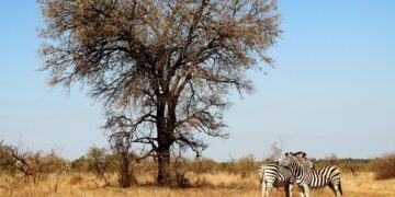 Valentine's at Kruger national park