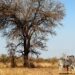 Valentine's at Kruger national park