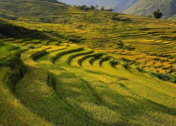 race paddy vietnam