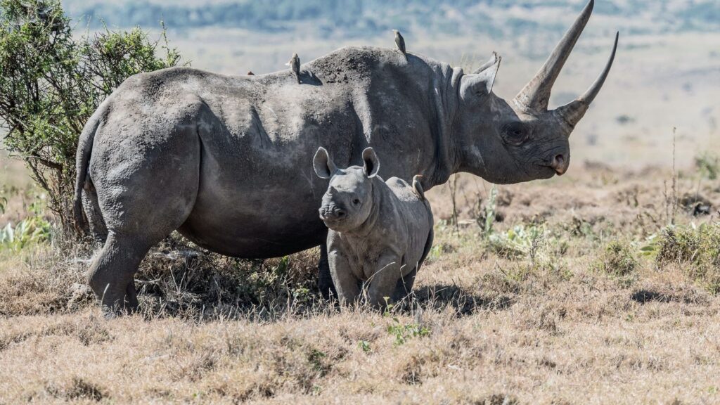 rhino conservation