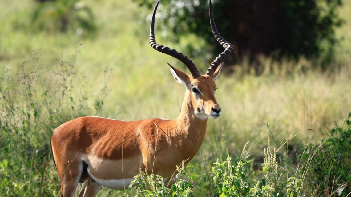 What to do in Magaliesburg I Love South Africa